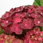 Hortenzia kalinolistá (Hydrangea macrophylla) ‘CHOCOLATE’® - výška 15-20 cm, kont. C2L 